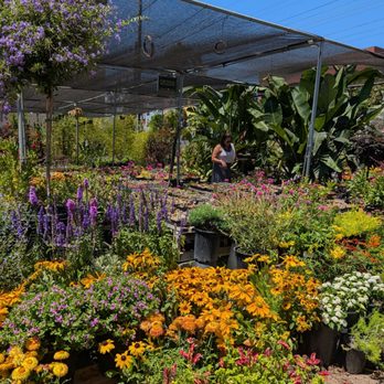 Hashimoto Nursery - Home & Garden Near Me - Los Angeles, California Hashimoto Nursery - Home & Garden Near Me - Los Angeles, California