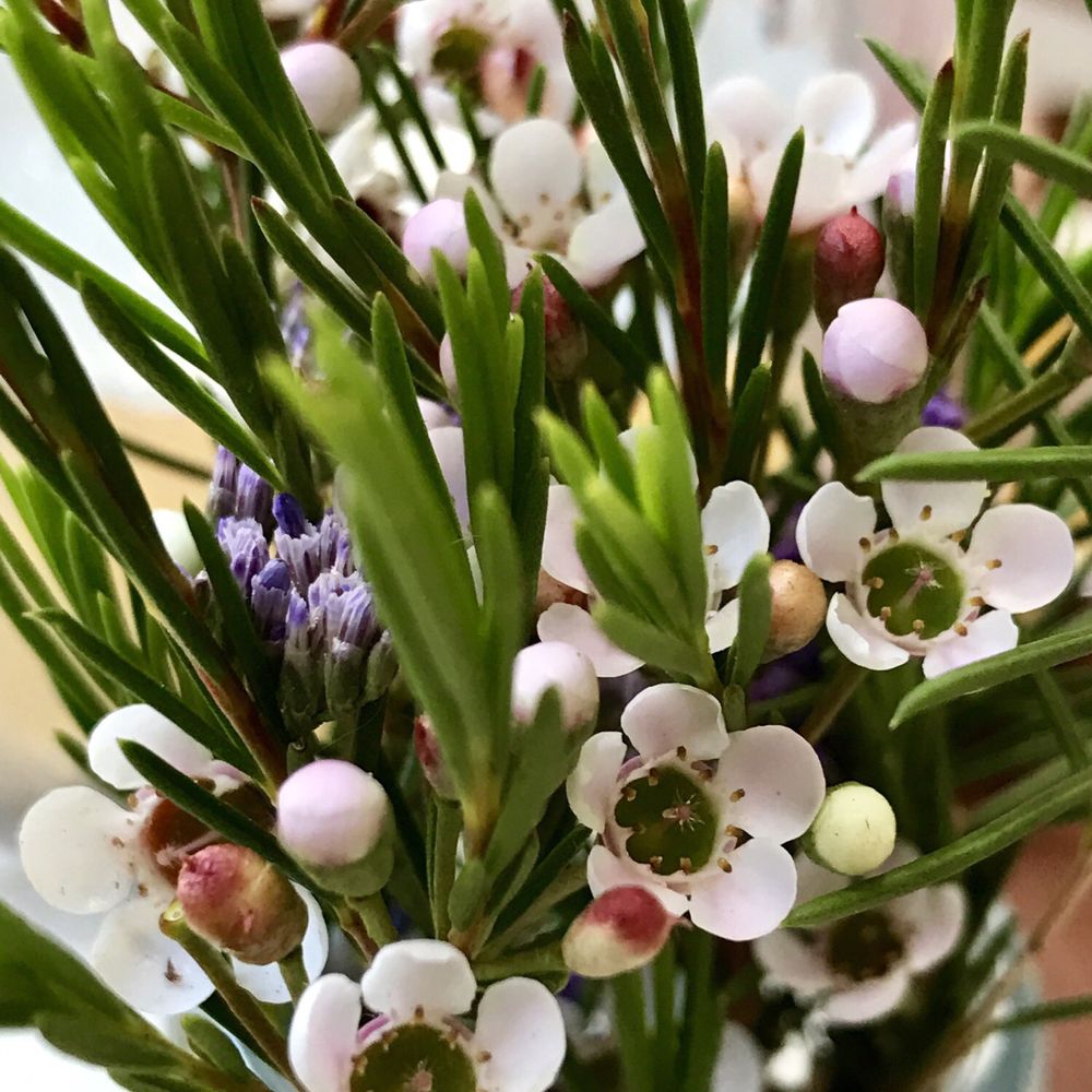 Jak and Hill - The decor and atmosphere created is A1. This beautiful little flower arrangement was on each table. - Coffee & Tea Near Me - Spring Hill, QLD Jak and Hill - The decor and atmosphere created is A1. This beautiful little flower arrangement was on each table. - Coffee & Tea Near Me - Spring Hill, QLD