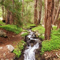 Mill Creek Trail