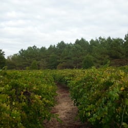 U-Pick Muscadines - A small shot of the rows of vines