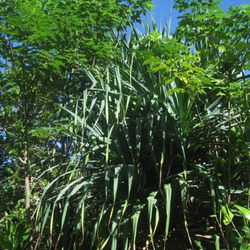Amy Greenwell Ethnobotanical Garden