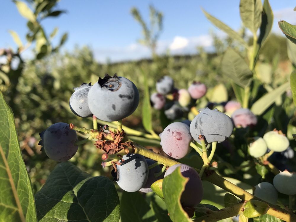 BIRAK BERRY FARM Updated October 2024 11 Reviews 426 E 59th Avenue, Vancouver, British