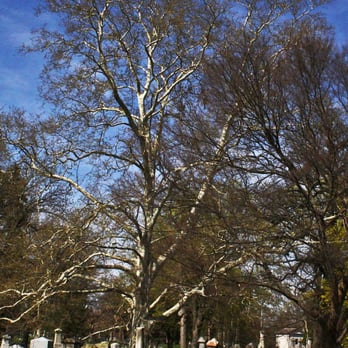 Green Lawn Cemetery - Big tree in center of acreage. - Funeral Services & Cemeteries Near Me - Columbus, Ohio
