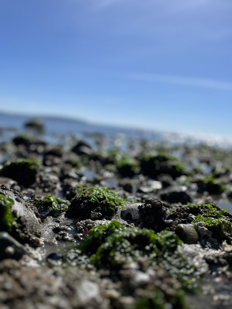Double Bluff Beach Image