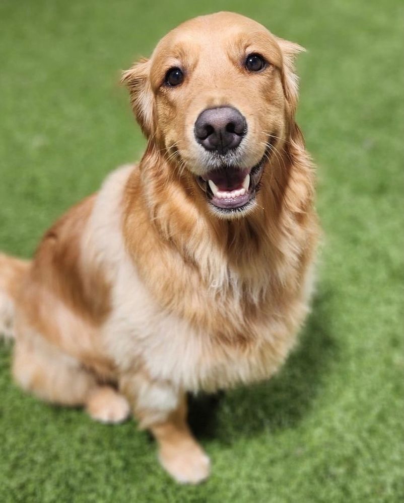 PUPPY HAVEN BUCKHEAD Updated September 2024 30 Photos 2900