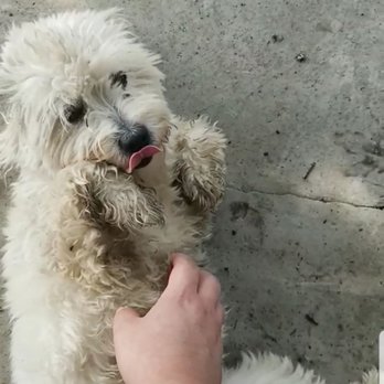 Wrigleyville Pet Care Services - Dog Walkers Near Me Wrigleyville Pet Care Services - Dog Walkers Near Me