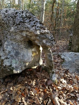 Cedars of Lebanon State Park by null
