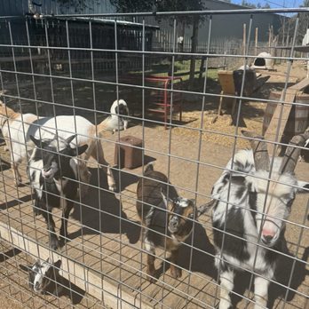 Screaming Goat Yard & Tap - Coffee & Tea Near Me - Spring Branch, Texas Screaming Goat Yard & Tap - Coffee & Tea Near Me - Spring Branch, Texas