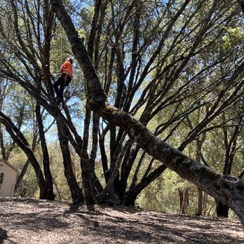 HV Tree Care - Tree Services Near Me - Placerville, California