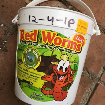 Orange County Farm Supply - Red wiggler worms for $16. Contains 300 worms (different stages, egg-adult) - Nurseries & Gardening Near Me - Orange, California Orange County Farm Supply - Red wiggler worms for $16. Contains 300 worms (different stages, egg-adult) - Nurseries & Gardening Near Me - Orange, California