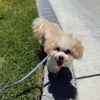Butter Paws - fresh cut, happy pup! - Pet Groomers Near Me - Huntington Beach, California Butter Paws - fresh cut, happy pup! - Pet Groomers Near Me - Huntington Beach, California