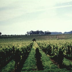 Office de Tourisme de Saint-Emilionnais - Vue d'un village vignoble de l'ancienne juridiction de Saint-Emilion