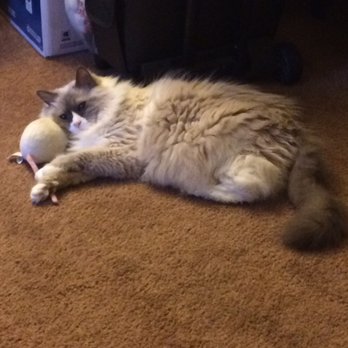 Pleez Ur Pawz - Dog Walkers Near Me Pleez Ur Pawz - Dog Walkers Near Me