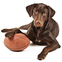 Hound Hearts - Basketball time!