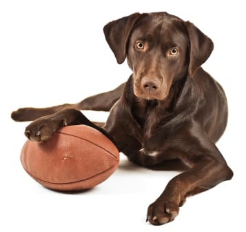 Hound Hearts - pet boarding facility in Salt Lake City, UT