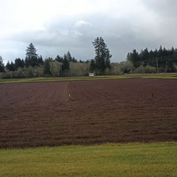 Cranberry Museum & Gift Shop - Field of cranberries. - Museums Near Me - Long Beach, Washington