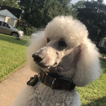 poodleit collar