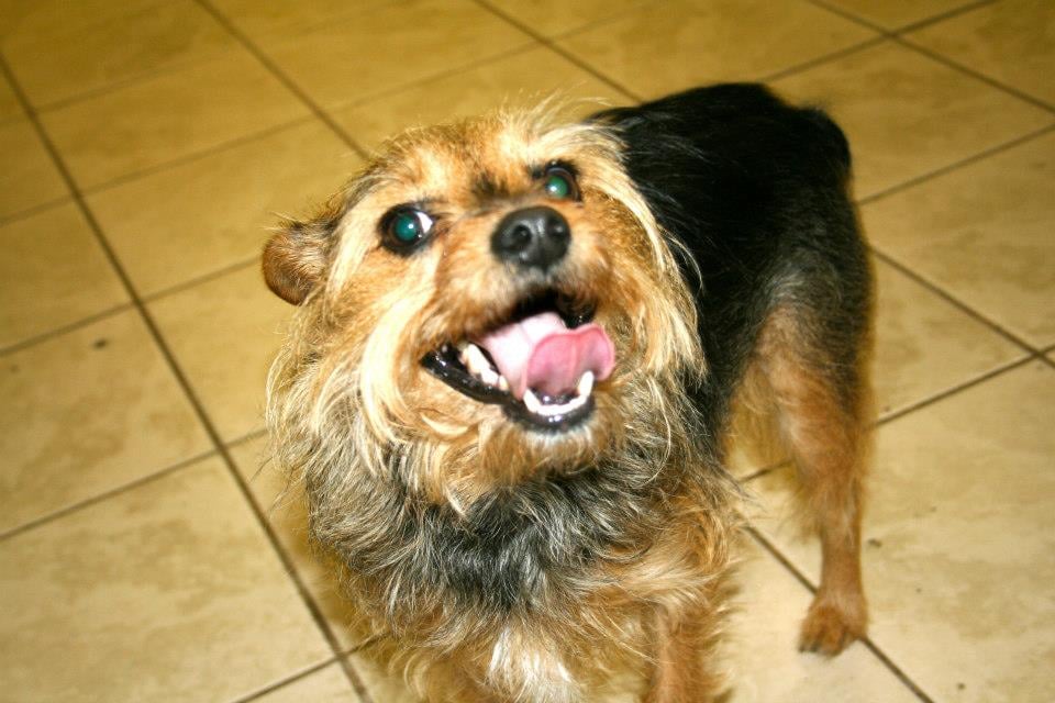 CIRCLE KENNELS Updated August 2024 15432 Woodbine Rd