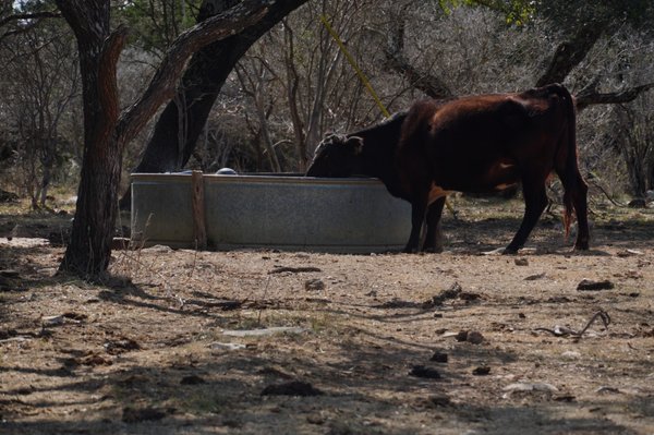 Colorado Bend State Park by null