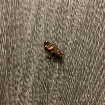 Chattanooga Heritage Inn - Bug from stay last weekend. - Hotels Near Me - Chattanooga, Tennessee
