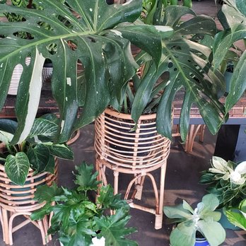Plantoem - Cafes Near Me - Honolulu, Hawaii