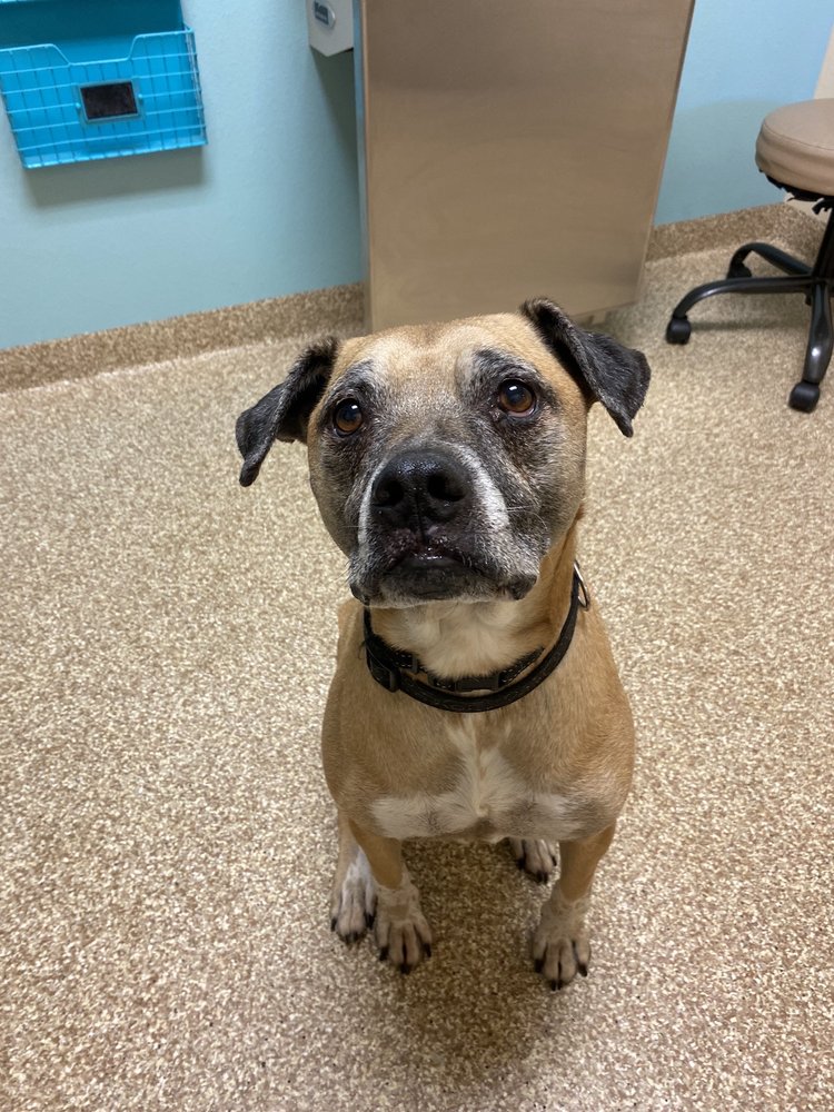 THE MEADOWS VETERINARY CENTER Updated October 2024 15 Photos & 13