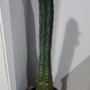Photo of Plant Perfect