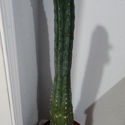 Plant Perfect - San Pedro