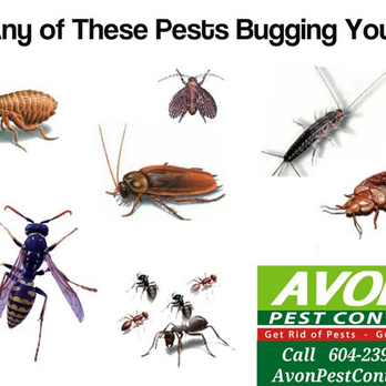 Avon Pest Control - Pest Control Near Me - Vancouver, British Columbia Avon Pest Control - Pest Control Near Me - Vancouver, British Columbia