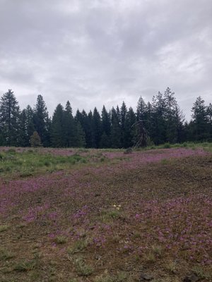 Ponderosa State Park by null