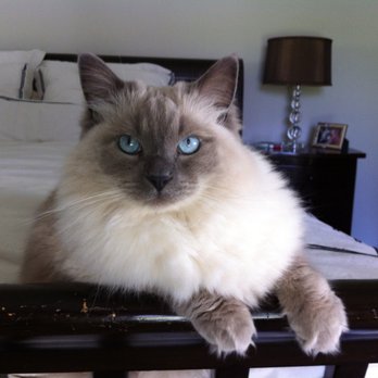 Ragmeister Ragdolls - Pet Breeders Near Me Ragmeister Ragdolls - Pet Breeders Near Me