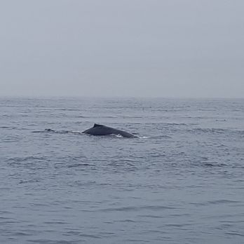 SpringTide Whale Watching & Eco Tours - Whale Watching Tours Near Me - Victoria, British Columbia SpringTide Whale Watching & Eco Tours - Whale Watching Tours Near Me - Victoria, British Columbia