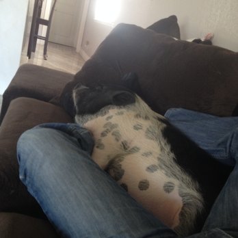 SoCalMiniPigs - Nap time! - Pet Breeders Near Me - Valley Center, California