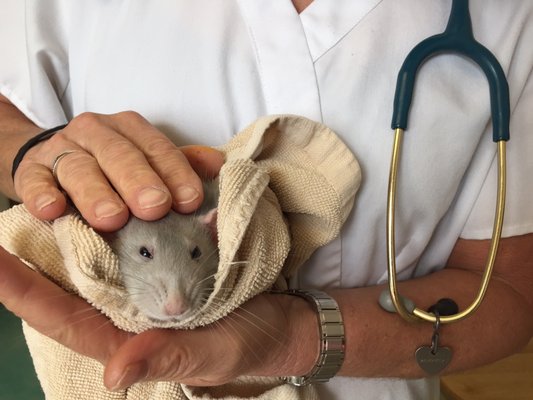 island exotic vet care