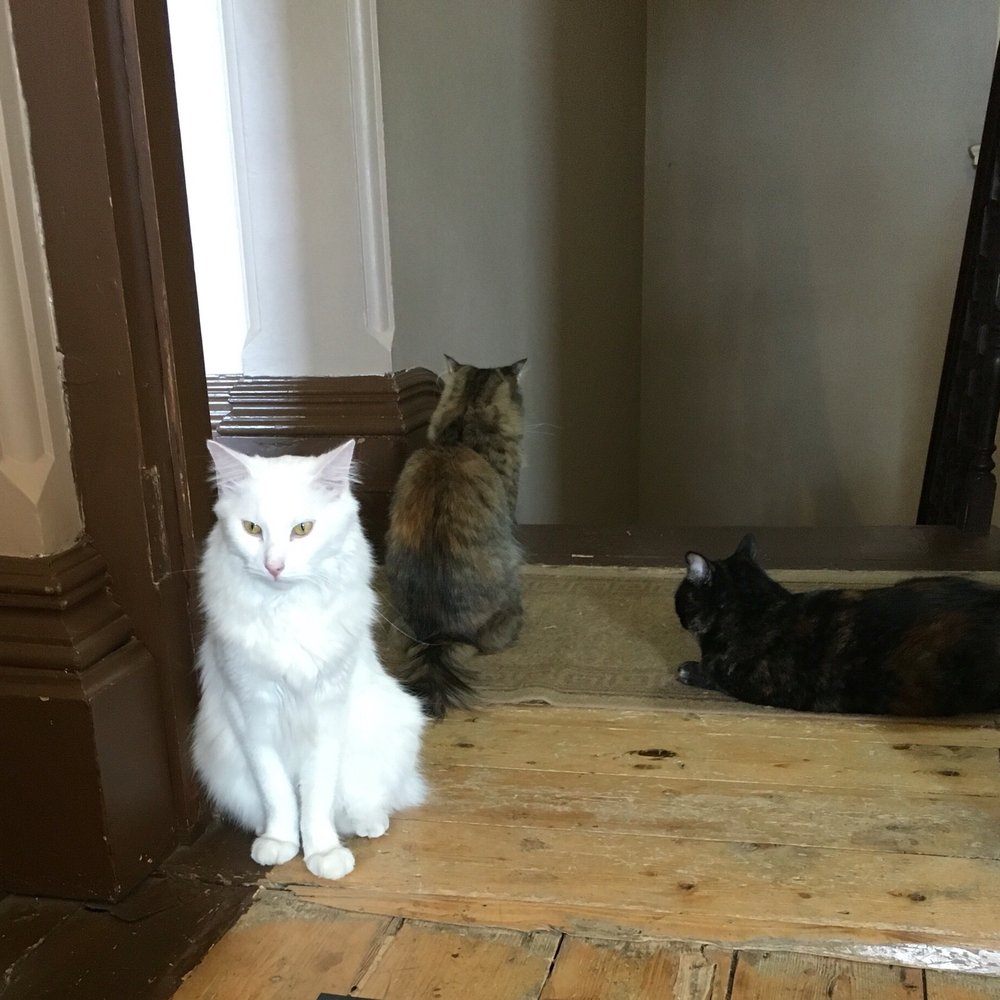 Cat Cafe Melbourne - Themed Cafes Near Me - Melbourne, VIC
