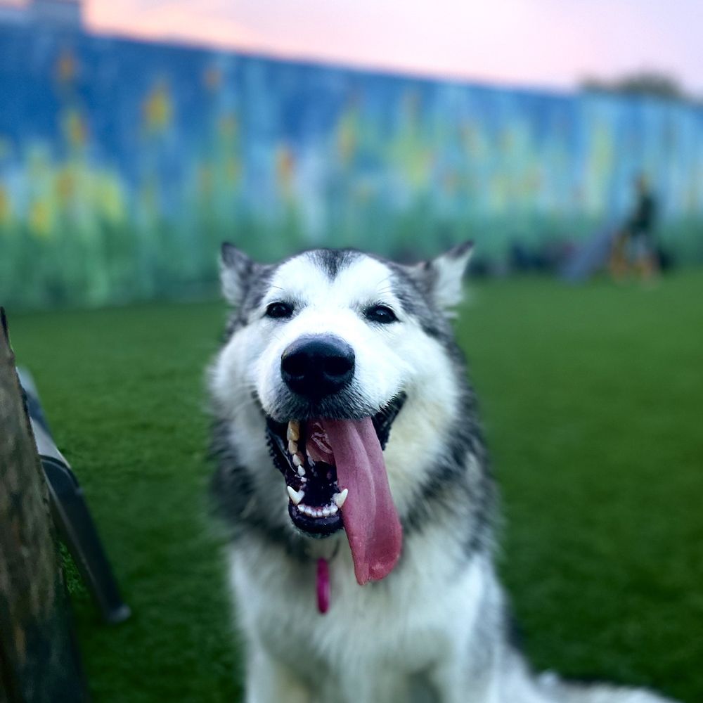 Barkyard n' Brews - Shiloh enjoying the park - Dog Parks Near Me - Fort Lauderdale, Florida Barkyard n' Brews - Shiloh enjoying the park - Dog Parks Near Me - Fort Lauderdale, Florida