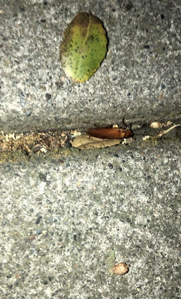 CAPTAINS TABLE APARTMENTS Updated July 2024 1020 Captains Table Rd