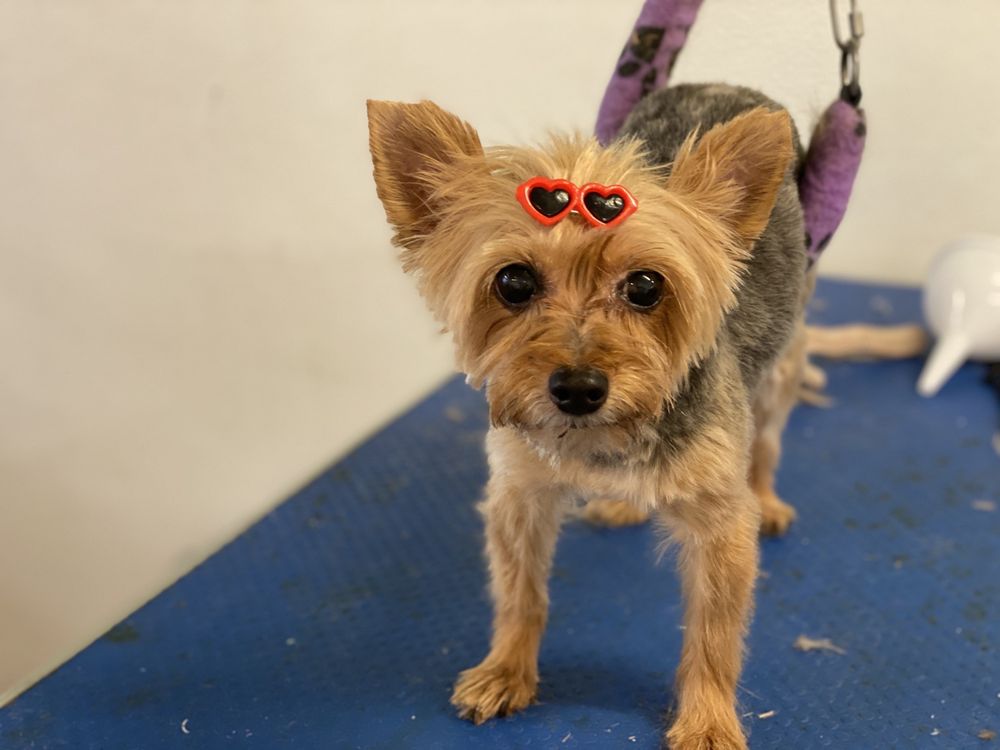 SCRUB A DOG Updated June 2024 32 Photos & 15 Reviews 41 Main St