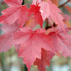 Brandywine Trees - Brandywine Maple - A beautiful red fall color tree known for its beauty.