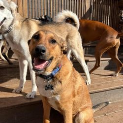 The Barking Lot