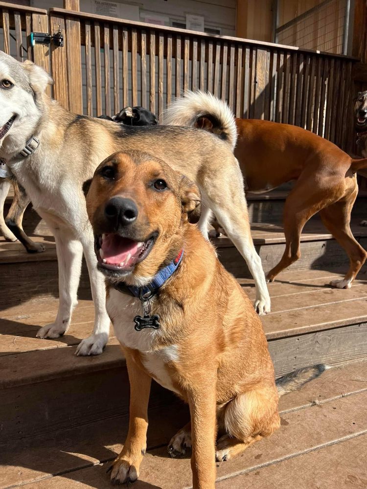 The Barking Lot - pet boarding facility in Arvada, CO
