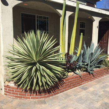 Aper's Tree Service - Big cactus in over grown planter - Tree Services Near Me - Sunland, California