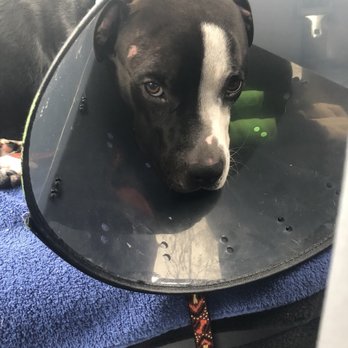 Caldwell Pet Hospital - Veterinarians Near Me - Visalia, California Caldwell Pet Hospital - Veterinarians Near Me - Visalia, California