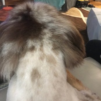 Dogma Grooming & Pet Needs - SHAVED Aussie on the back of her head - Pet Stores Near Me - Richmond, Virginia