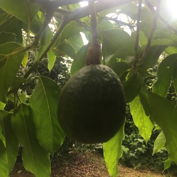 O'o Farms - Avocado tree - Food Tours Near Me - Kula, Hawaii O'o Farms - Avocado tree - Food Tours Near Me - Kula, Hawaii