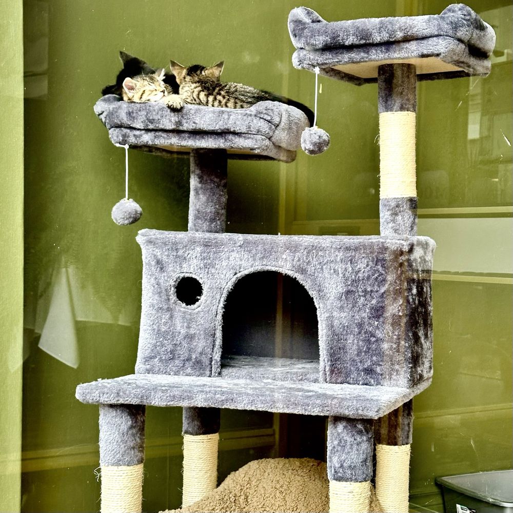Niagara Falls Cat Cafe Logo