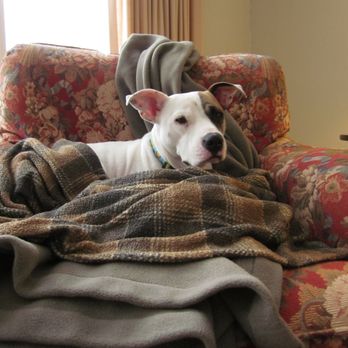 Pound Buddies - Roxy who we adopted from Pound Buddies. - Animal Shelters Near Me - Muskegon, Michigan Pound Buddies - Roxy who we adopted from Pound Buddies. - Animal Shelters Near Me - Muskegon, Michigan