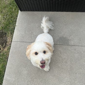 Petco - My happy pup after getting groomed by Melissa. - Pet Training Near Me - Granada Hills, California Petco - My happy pup after getting groomed by Melissa. - Pet Training Near Me - Granada Hills, California
