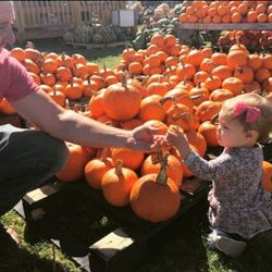 The Pumpkin & Christmas Tree Stand