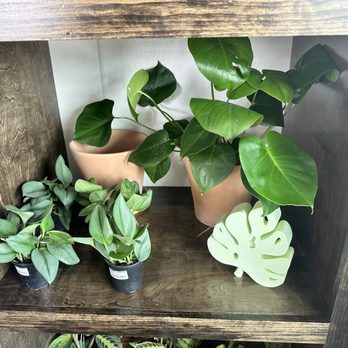 GROW Plant Bar - Nurseries & Gardening Near Me - Wichita, Kansas